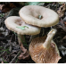 Мицелий Млечника жгуче-млечного / Млечник садовый (Lactarius pyrogalus)